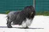 PETIT CHIEN LION 238